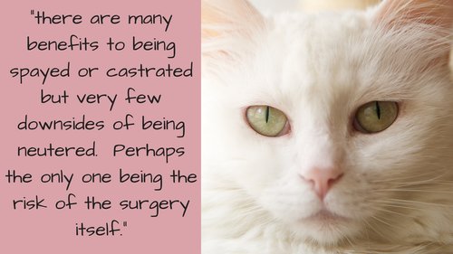 Is spaying a cat safe 2025